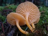 Chrysomphalina aurantiaca image