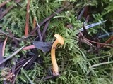 Chrysomphalina aurantiaca image