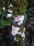 Crepidotus applanatus image