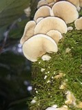 Crepidotus applanatus image