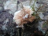 Crepidotus applanatus image