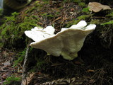 Postia guttulata image