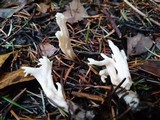 Clavulina coralloides image