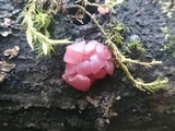 Ascocoryne sarcoides image