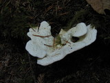 Postia guttulata image