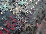Ascocoryne sarcoides image