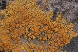 Caloplaca bolacina image