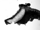 Aspicilia contorta image