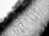 Aspicilia contorta image