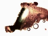 Aspicilia contorta image