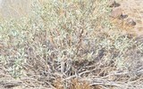 Podaxis pistillaris image