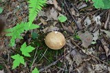 Xanthoconium affine image