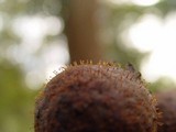 Tubercularia lateritia image
