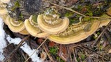 Coltricia perennis image