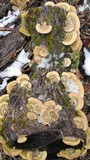 Coltricia perennis image
