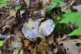 Cortinarius argenteopileatus image