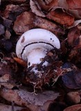 Agaricus albolutescens image