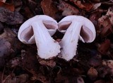 Agaricus albolutescens image