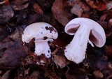Agaricus albolutescens image