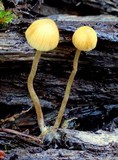 Galerina clavata image