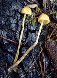 Galerina clavata image