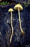 Galerina clavata image