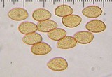 Galerina clavata image