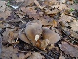 Lyophyllum decastes image