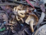 Lyophyllum decastes image