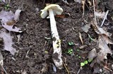 Amanita elongata image