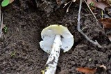 Amanita elongata image