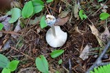 Amanita sinicoflava image