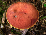 Phylloporus rhodoxanthus image