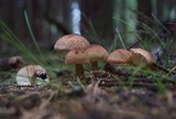 Tricholoma vaccinum image