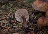 Tricholoma vaccinum image