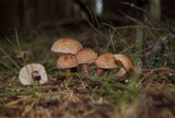 Tricholoma vaccinum image