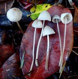 Mycena leptocephala image