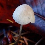 Mycena leptocephala image