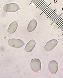 Mycena leptocephala image