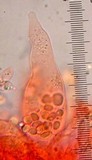 Mycena leptocephala image