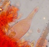 Mycena leptocephala image