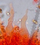 Mycena leptocephala image