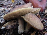 Suillus fuscotomentosus image