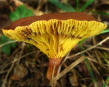 Phylloporus rhodoxanthus image