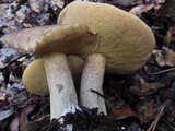 Suillus fuscotomentosus image