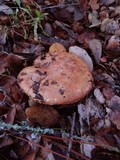 Suillus pseudobrevipes image