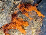 Metatrichia vesparium image