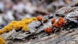 Metatrichia vesparium image