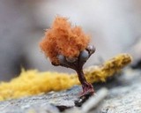 Metatrichia vesparium image