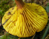 Phylloporus rhodoxanthus image